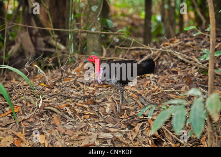 Bürste Türkei (Alectura Lathami Purpureicollis), männliche im Regenwald auf Nest Mound, Australien, Queensland, Iron Range Nationalpark Stockfoto