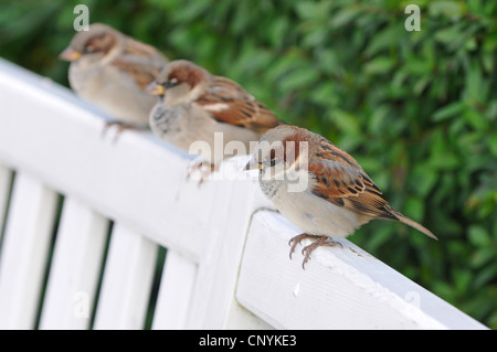 Haussperling (Passer Domesticus), sitzen nebeneinander an der Rückenlehne einer Parkbank, Deutschland Stockfoto