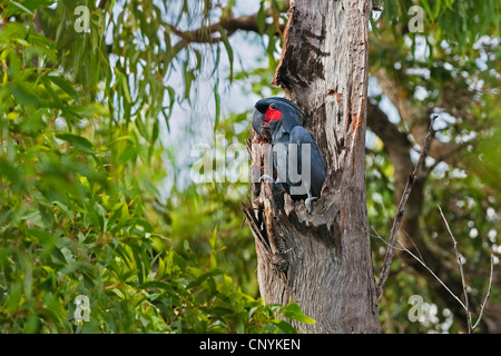 Palm Kakadu (Probosciger Aterrimus), auf einem Baum, Iron Range Nationalpark, Kap-York-Halbinsel, Queensland, Australien Stockfoto