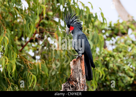 Palm-Kakadu (Probosciger Aterrimus), an einem Baum mit angehobenen Kopf Federn, Iron Range Nationalpark, Kap-York-Halbinsel, Queensland, Australien Stockfoto