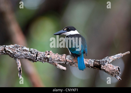 weiße-Kragen-Eisvogel (Halcyon Chloris Sordidus, Todiramphus Chloris Sordidus, Todiramphus Sordidus), sitzt auf einem Ast, Iron Range Nationalpark, Kap-York-Halbinsel, Queensland, Australien Stockfoto