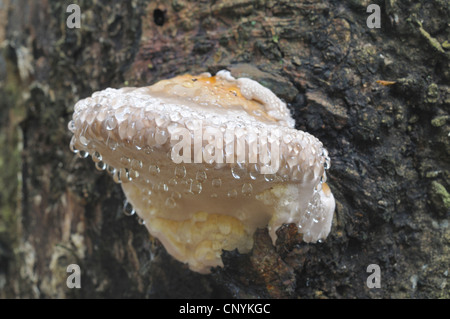 braune krümelige Rot, rot gebändert Polypore (Fomitopsis Pinicola), jungen Pilz mit Guttation Tropfen, Deutschland Stockfoto