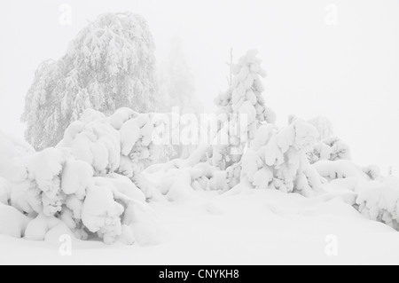 Schnee bedeckte Bäume im Nebel, Deutschland Stockfoto