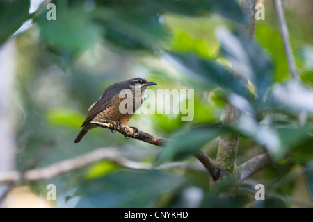 Königin Victoria Riflebird (Ptiloris Victoriae), weibliche sitzt auf einem Ast, Australien, Queensland, Atherton Tablelands Stockfoto