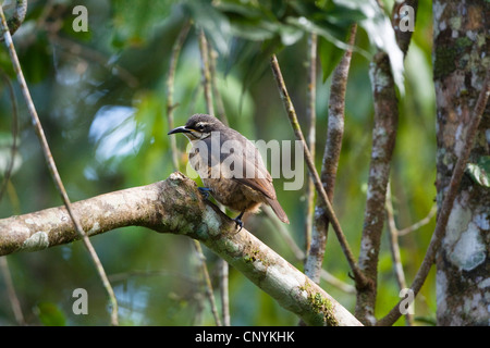 Königin Victoria Riflebird (Ptiloris Victoriae), weibliche sitzt auf einem Ast, Australien, Queensland, Atherton Tablelands Stockfoto