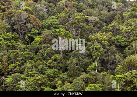 Regenwald, Australien, Queensland, Atherton Tablelands Stockfoto