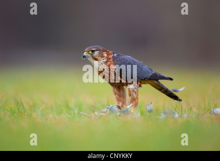 Merlin (Falco Columbarius), auf einer Wiese mit den Relikten eines Gefangenen Vogels sittin Stockfoto