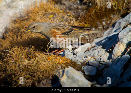 Alpine beobachtet (Prunella Collaris), sitzt auf einem Felsen, der Schweiz, Sankt Gallen, Säntis Stockfoto