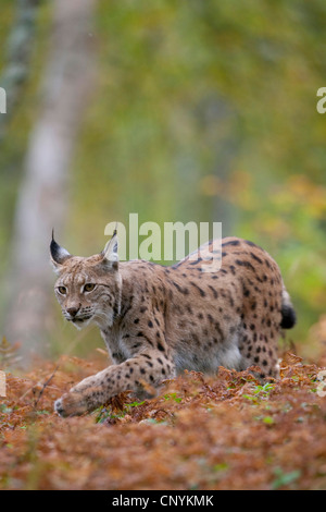 Eurasischer Luchs (Lynx Lynx), zu Fuß über trockene Farn Stockfoto