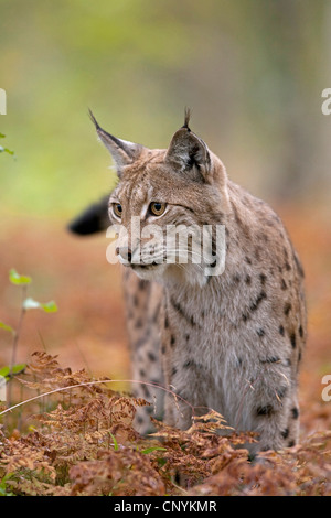 Eurasischer Luchs (Lynx Lynx), stehend im trockenen Farn Stockfoto