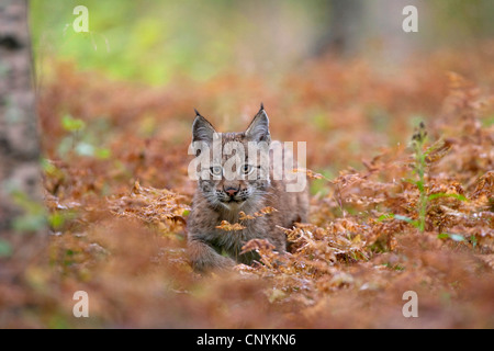 Eurasischer Luchs (Lynx Lynx), Wandern im trockenen Farn Stockfoto