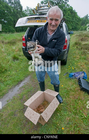 Fischadler, Fisch Hawk (Pandion Haliaetus), Naturschützer mit Jugendkriminalität in der Hand, die im Rahmen des Projekts Translokation nach Spanien genommen wird Stockfoto