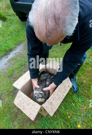 Fischadler, Fisch Hawk (Pandion Haliaetus), Naturschützer, juvenile in einer Box, es nach Spanien im Rahmen eines Projekts Translokation zu nehmen Stockfoto