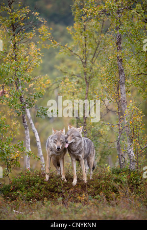 Europäische graue Wolf (Canis Lupus Lupus), zwei Tiere, stehend auf einem Hügel mit grünen Pflanzen überwuchert Stockfoto