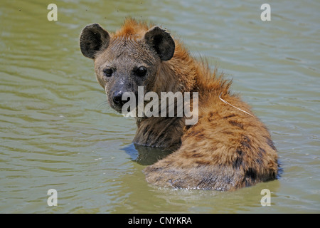 Gefleckte Hyänen (Crocuta Crocuta), Baden, Kenia, Masai Mara Nationalpark Stockfoto