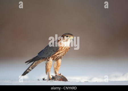 Merlin (Falco Columbarius), männliche sitzen auf einem schneebedeckten Rasen auf einem Gefangenen Vogel füttern Stockfoto