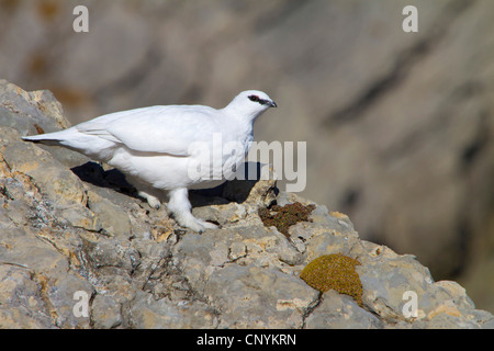 Rock, Alpenschneehuhn, Schnee-Huhn (Lagopus Mutus), Männchen im Winterkleid auf einen Felsen, der Schweiz, Sankt Gallen, Säntis Stockfoto