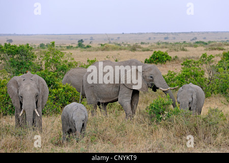 Afrikanischer Elefant (Loxodonta Africana), Elefantenfamilie in Masai Mara, Kenia, Masai Mara Nationalpark Stockfoto