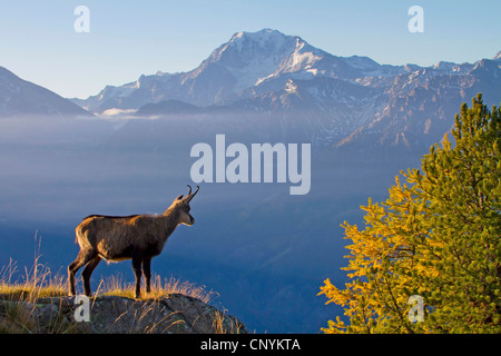 Gämse (Rupicapra Rupicapra), auf Felsen, Schweiz, Wallis, Riederalp Stockfoto