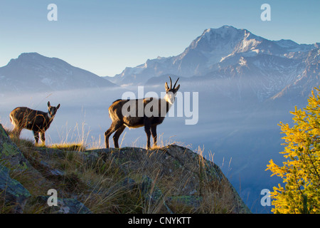 Gämse (Rupicapra Rupicapra), fawn Gämse mit auf einem Felsen, der Schweiz, Wallis, Riederalp Stockfoto