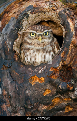 Steinkauz (Athene Noctua), spähte aus Nesthole, Vereinigtes Königreich, England, Somerset Stockfoto