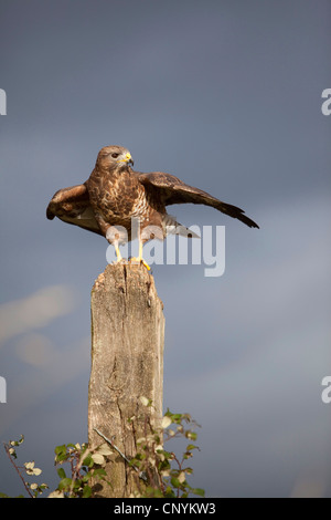 Eurasische Mäusebussard (Buteo Buteo), Landung auf einem Zaunpfahl, Vereinigtes Königreich, England, Somerset Stockfoto