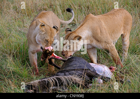 Löwe (Panthera Leo), zwei Löwen, die Fütterung auf einem Gefangenen Gnu, Kenia, Masai Mara Nationalpark Stockfoto