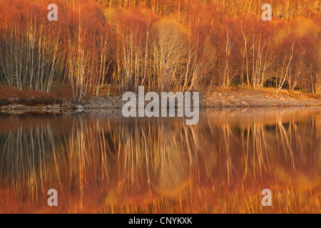 Reflexionen des Waldes Ufer in Loch Beinn eine "Mheadhoin, Glen Affric National Nature Reserve Stockfoto