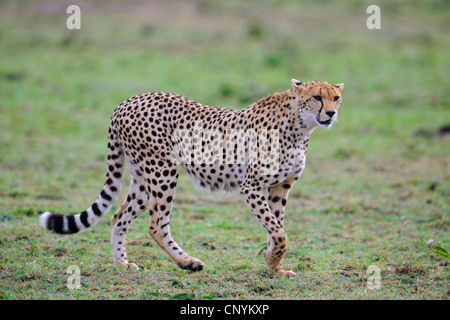 Gepard (Acinonyx Jubatus), zu Fuß in Savanne, Kenia, Masai Mara Nationalpark Stockfoto