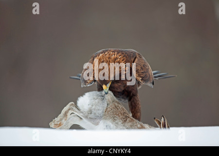 Steinadler (Aquila Chrysaetos), sitzt auf einem Schnee Feld Fütterung von einem Schneehasen, Cairngorm National Park Stockfoto