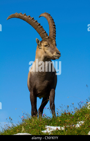 Alpensteinbock (Capra Ibex), Bock auf einen Hang, der Schweiz, Sankt Gallen, Chaeserrugg Stockfoto