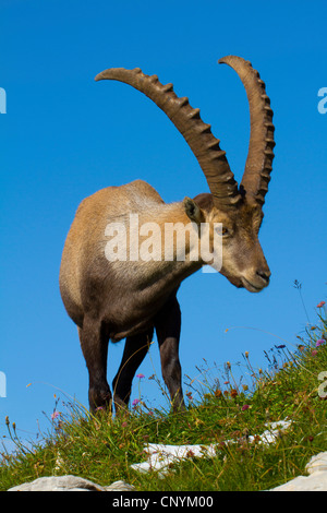 Alpensteinbock (Capra Ibex), Bock auf einen Hang, der Schweiz, Sankt Gallen, Chaeserrugg Stockfoto