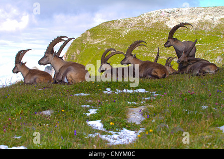 Alpensteinbock (Capra Ibex), eine Gruppe von Dollar auf einer Wiese, Schweiz, Sankt Gallen, Chaeserrugg Stockfoto