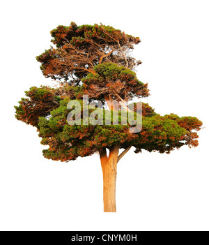 Großes Immergrün Kiefer isoliert auf weißem Hintergrund Stockfoto