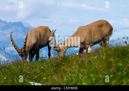 Alpensteinbock (Capra Ibex), zwei Böcke, Weiden, Schweiz, Sankt Gallen, Chaserrugg Stockfoto