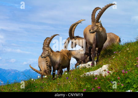 Alpensteinbock (Capra Ibex), eine Gruppe von Dollar an einem Hang, der Schweiz, Sankt Gallen, Chaeserrugg Stockfoto