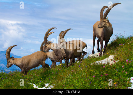 Alpensteinbock (Capra Ibex), eine Gruppe von Dollar an einem Hang, der Schweiz, Sankt Gallen, Chaeserrugg Stockfoto