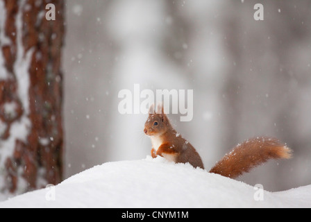 Europäische Eichhörnchen, eurasische rote Eichhörnchen (Sciurus Vulgaris), sitzen auf einer Schneewehe in fallenden Schnee in eine Kiefer Wald, Großbritannien, Schottland, Cairngorm National Park Stockfoto