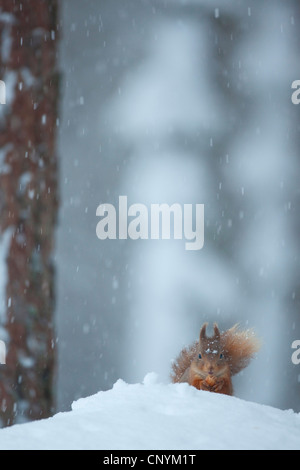 Europäische Eichhörnchen, eurasische rote Eichhörnchen (Sciurus Vulgaris), sitzen auf einer Schneewehe Fütterung in fallenden Schnee in eine Kiefer Wald, Großbritannien, Schottland, Cairngorm National Park Stockfoto