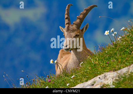 Alpensteinbock (Capra Ibex), Peter Jung auf einer blühenden Wiese, Schweiz, Sankt Gallen, Chaeserrugg Stockfoto