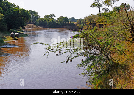 Mara-Fluss mit Nilpferde auf dem Fluss Ufer, Kenia, Masai Mara Nationalpark Stockfoto