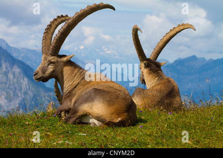 Alpensteinbock (Capra Ibex), Böcke liegen an der Grenze ein Hang, der Schweiz, Sankt Gallen, Chaeserrugg Stockfoto