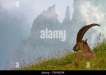 Alpensteinbock (Capra Ibex), Böcke auf einem Hang, der Schweiz, Sankt Gallen, Chaeserrugg Stockfoto