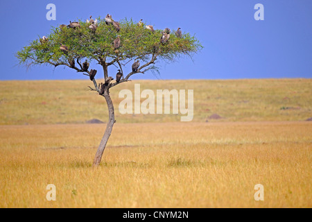 Regenschirm Thorn Akazie, Regenschirm-Akazie (Acacia Tortilis), verschiedene Geierarten auf einer Akazie Stockfoto