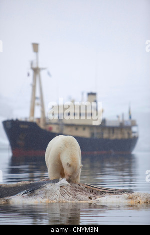 Eisbär (Ursus Maritimus), stehend auf einem Wal Kadaver mit einem touristischen Schiff im Hintergrund, Fütterung, Norwegen, Norwegen, Svalbard Stockfoto