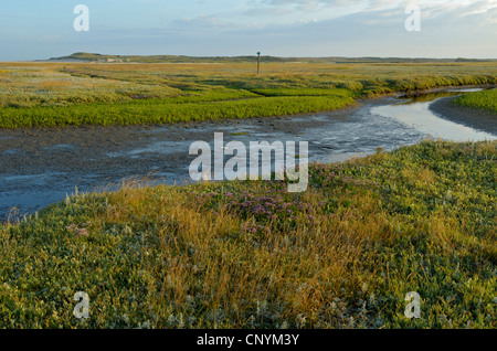 Tideway durch ein Salz Wiese, Netherlands, nördlichen Niederlande, Texel Stockfoto