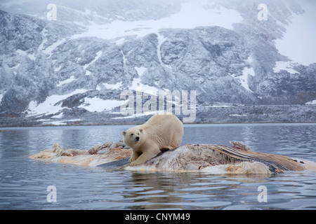 Eisbär (Ursus Maritimus), stehend auf einem Wal Kadaver vor drohenden Felsenküste Fütterung Stockfoto