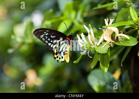 Vogelfalter (Ornithoptera Priamus), männliche saugen Nektar, Australien, Queensland, Atherton Tablelands Stockfoto