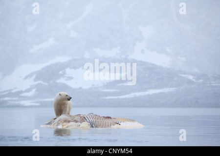 Eisbär (Ursus Maritimus), stehend auf einem Wal Kadaver vor drohenden Felsenküste Fütterung Stockfoto