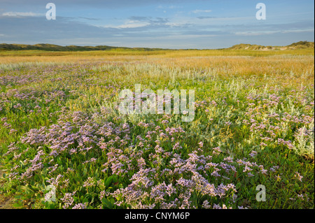 gemeinsamen Strandflieder, Mittelmeer-Strandflieder (Limonium Vulgare), viele blühende Pflanzen in ein Salz Wiese, Niederlande, Texel Stockfoto